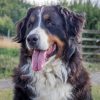 Images de profil de Celia - Blooming Pets - Petsitting et garde d'animaux à domicile