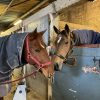 Images de profil de Celia - Blooming Pets - Petsitting et garde d'animaux à domicile