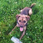 Nesty Mon Chien  Lévrier Hongrois Mâle stérilisé - Garde d'animaux à domicile