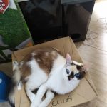 Mindy Mon Chat  Siamois Femelle - Garde d'animaux à domicile