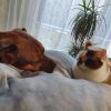 Images de profil de Célia - Blooming Pets - Petsitting et garde d'animaux à domicile