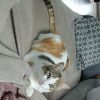 Images de profil de Cellia - Blooming Pets - Petsitting et garde d'animaux à domicile