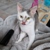 Images de profil de Cellia - Blooming Pets - Petsitting et garde d'animaux à domicile
