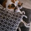 Images de profil de Cellia - Blooming Pets - Petsitting et garde d'animaux à domicile