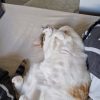 Images de profil de Cellia - Blooming Pets - Petsitting et garde d'animaux à domicile