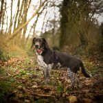 Molly Mon Chien  Croisé Femelle - Garde d'animaux à domicile