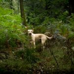 Sky Mon Chien  Labrador Retriever Mâle stérilisé - Garde d'animaux à domicile