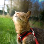 Sushi Mon Chat  Européen Mâle stérilisé - Garde d'animaux à domicile