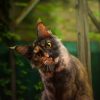 Images de profil de Linsay - Blooming Pets - Petsitting et garde d'animaux à domicile