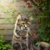 Images de profil de Linsay - Blooming Pets - Petsitting et garde d'animaux à domicile
