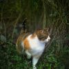 Images de profil de Linsay - Blooming Pets - Petsitting et garde d'animaux à domicile