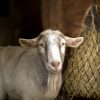 Images de profil de Linsay - Blooming Pets - Petsitting et garde d'animaux à domicile