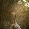 Images de profil de Linsay - Blooming Pets - Petsitting et garde d'animaux à domicile