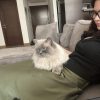 Images de profil de Chloe - Blooming Pets - Petsitting et garde d'animaux à domicile