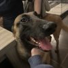 Images de profil de Chloe - Blooming Pets - Petsitting et garde d'animaux à domicile
