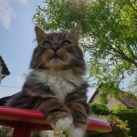 Pelote Mon Chat  Maine Coon Mâle stérilisé - Garde d'animaux à domicile