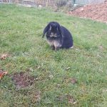 Sully Mon Lapin  Bélier Français Mâle stérilisé - Garde d'animaux à domicile