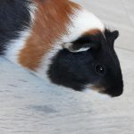 Oliver Mon Cochon d’Inde  Teddy Mâle - Garde d'animaux à domicile