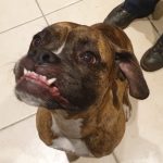 Maki Mon Chien  Boxer Femelle - Garde d'animaux à domicile