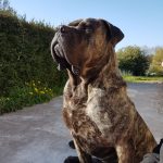 Newtonn Mon Chien  Cane Corso Italiano Mâle stérilisé - Garde d'animaux à domicile