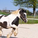 Délicat Mon Cheval  Irish-Cob Hongre - Garde d'animaux à domicile