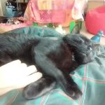 Calinou Mon Chat  Bombay Mâle stérilisé - Garde d'animaux à domicile