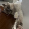 Images de profil de Charlotte - Blooming Pets - Petsitting et garde d'animaux à domicile