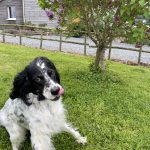 Sally Mon Chien  Setter Anglais Femelle - Garde d'animaux à domicile