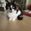 Images de profil de Charlotte - Blooming Pets - Petsitting et garde d'animaux à domicile