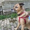 Images de profil de Charlotte - Blooming Pets - Petsitting et garde d'animaux à domicile
