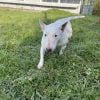 Images de profil de Charlotte - Blooming Pets - Petsitting et garde d'animaux à domicile