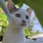 Aphrodite Aphrodite Mon Chat Chat de gouttiĂšre (Commun) Femelle - Garde d'animaux Ă domicile