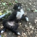 Artémis Artémis Mon Chien Berger Australien Femelle - Garde d'animaux à domicile