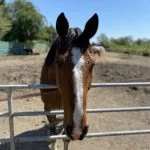 Snoopy Snoopy Mon Cheval Trotteur Français Hongre - Garde d'animaux à domicile