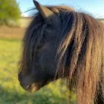 Chica Chica Mon Poney Shetland Femelle - Garde d'animaux Ă domicile