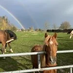 Eclipse Eclipse d'Arenberg Mon Poney Origine Non Constatée (ONC) Femelle - Garde d'animaux à domicile