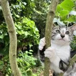 Athéna Athéna Mon Chat Chat de gouttiÚre (Commun) Femelle - Garde d'animaux à domicile