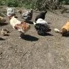 Images de profil de Charlotte - Blooming Pets - Petsitting et garde d'animaux à domicile