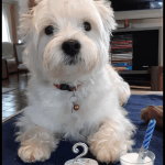 Image de profil de Charlotte - Blooming Pets - Petsitting et garde d'animaux à domicile