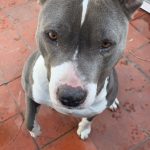 Naya Mon Chien  American Staffordshire Terrier Femelle - Garde d'animaux à domicile