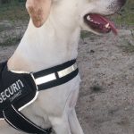 Piwi Mon Chien  Croisé Femelle - Garde d'animaux à domicile