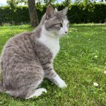 Hina Mon Chat  Européen Femelle - Garde d'animaux à domicile