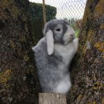 Oreo Mon Lapin  Bélier nain Mâle stérilisé - Garde d'animaux à domicile