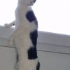 Images de profil de Chéraz - Blooming Pets - Petsitting et garde d'animaux à domicile