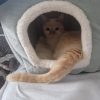 Images de profil de Chéraz - Blooming Pets - Petsitting et garde d'animaux à domicile