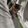 Images de profil de Chéraz - Blooming Pets - Petsitting et garde d'animaux à domicile