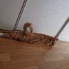 Images de profil de Chéraz - Blooming Pets - Petsitting et garde d'animaux à domicile