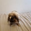 Images de profil de Chéraz - Blooming Pets - Petsitting et garde d'animaux à domicile