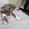 Images de profil de Chéraz - Blooming Pets - Petsitting et garde d'animaux à domicile