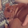 Images de profil de LAURA - Blooming Pets - Petsitting et garde d'animaux à domicile